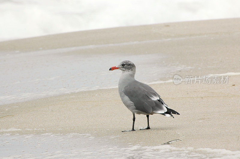 赫尔曼鸥，Larus heermanni